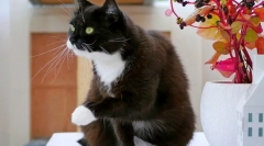 Cat účes: péče o zdraví a krásu zvířete